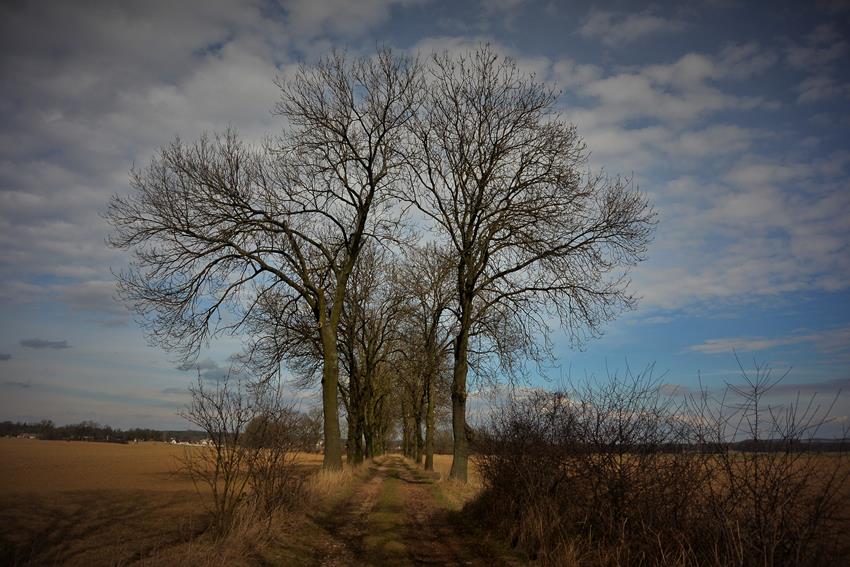 Obrowiec - droga do grodziska Tempelberg (1).JPG