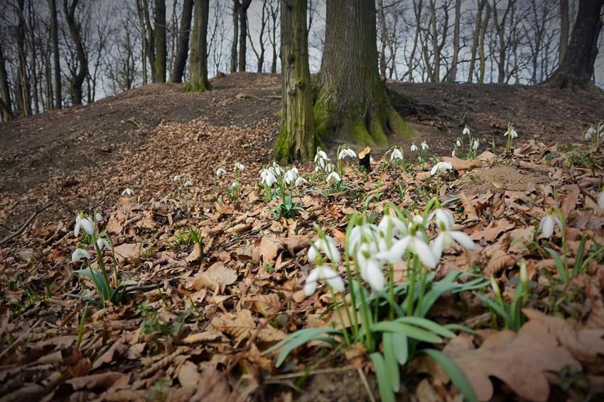 Przedwiośnie i Tempelberg (13).JPG