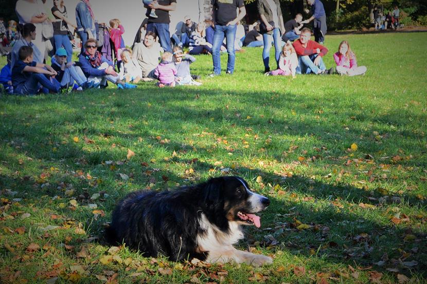 Pokazy zaganiania zwierząt przy użyciu psów rasy Border collie (1).JPG