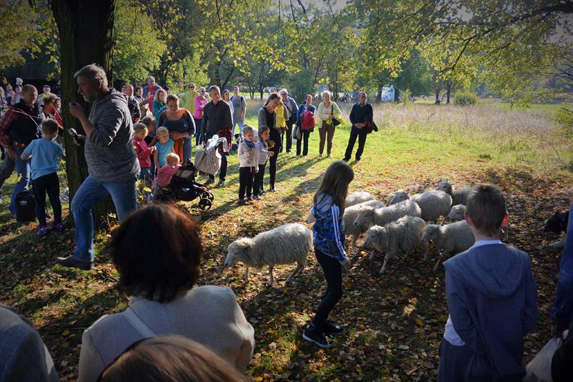 Pokazy zaganiania zwierząt przy użyciu psów rasy Border collie (2).JPG