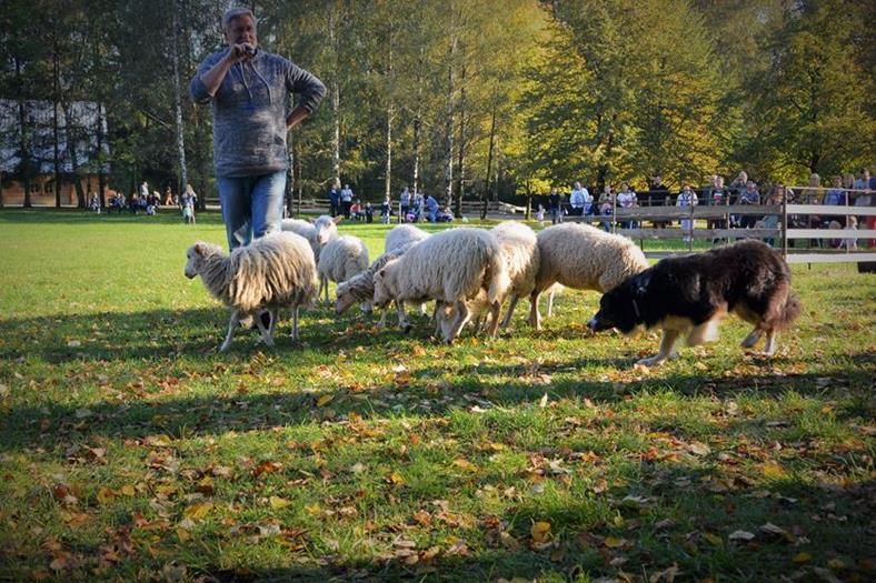 Pokazy zaganiania zwierząt przy użyciu psów rasy Border collie (3).JPG