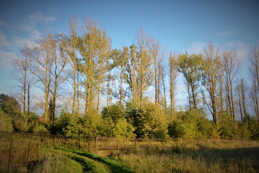 Książ - cmentarz żydowski (5).JPG