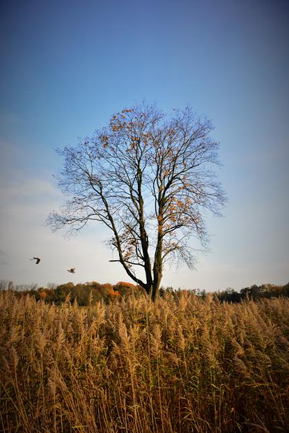 Krzelów - grodzisko (7).JPG