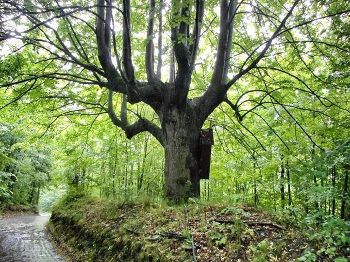 Zabrzeż - cmentarz choleryczny (4).jpg