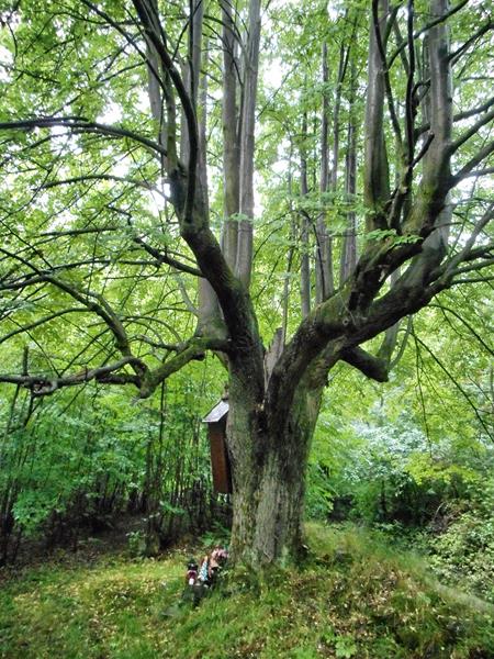 Zabrzeż - cmentarz choleryczny (9).jpg