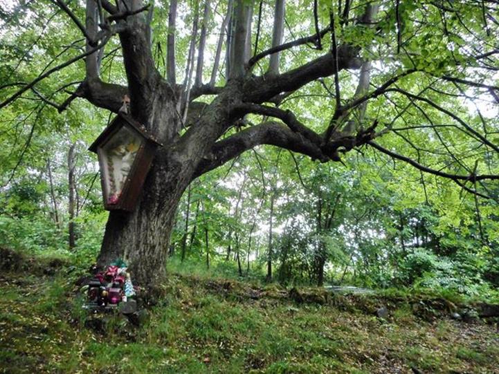 Zabrzeż - cmentarz choleryczny (10).jpg