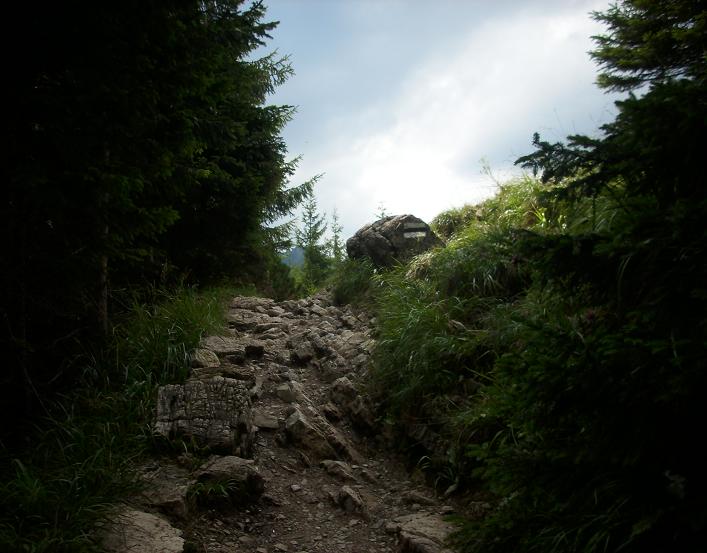 7. Tatry - ścieżka nad reglami.JPG