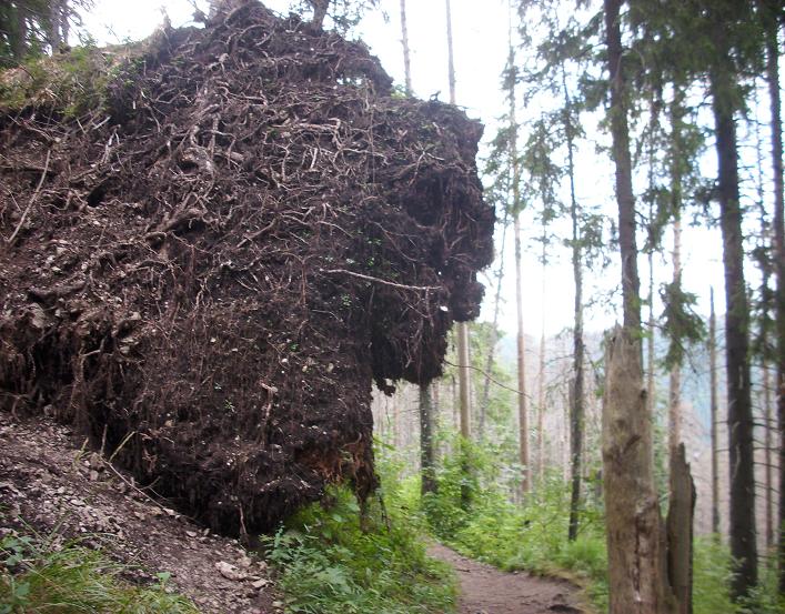 9. Tatry - ścieżka nad reglami.JPG