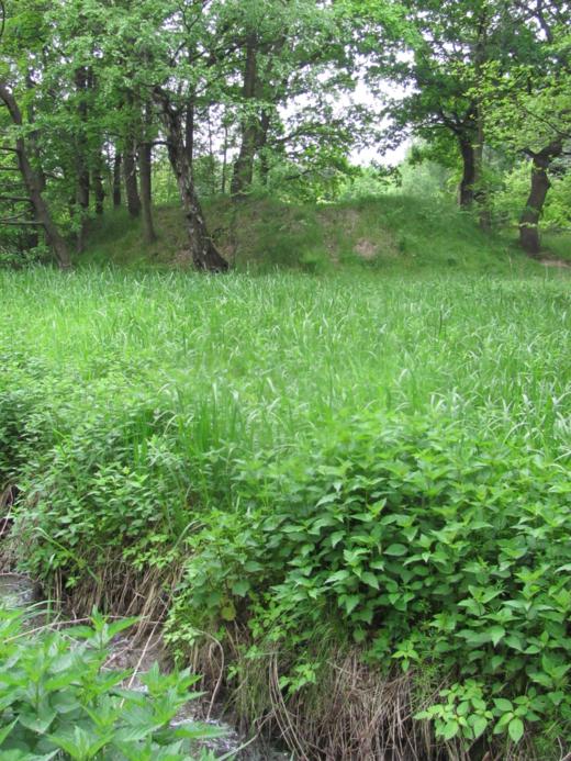 Grodzisko na cyplu wśród bagien (1).jpg