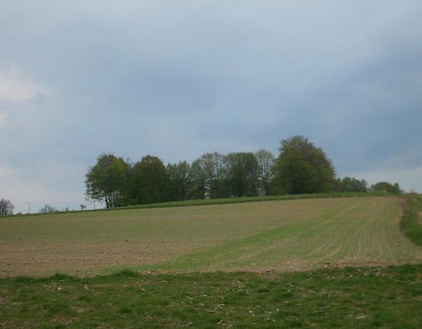 Stare Dworzysko - widok z drogi do kopców.JPG