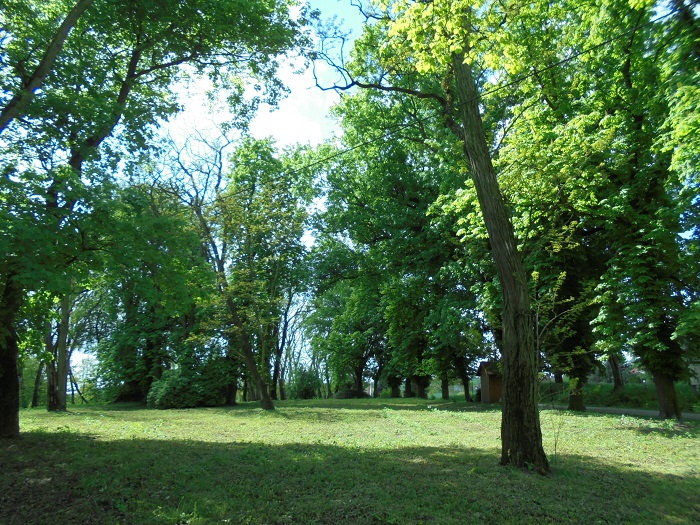 Janowiczki dwor park.JPG