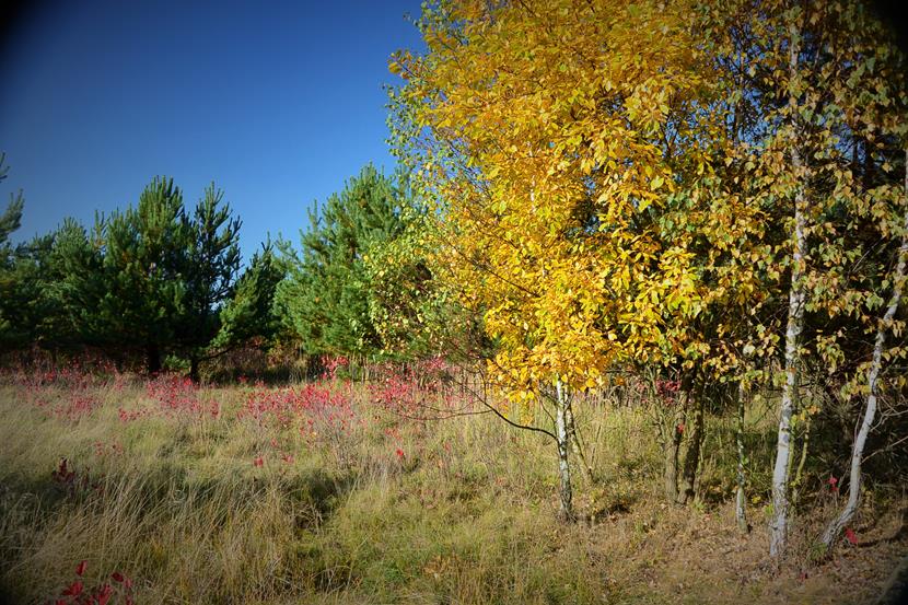 Kolory jesieni (5).JPG