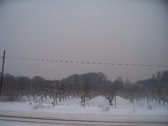 Grodzisko z drogi - najwyższe drzewa porastają majdan.jpg