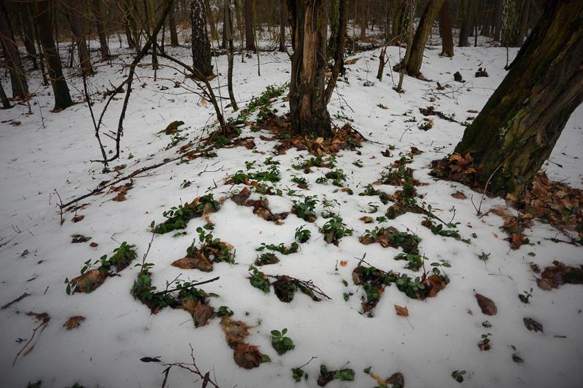 Mur cmentarza, porośnięty barwinkiem.JPG