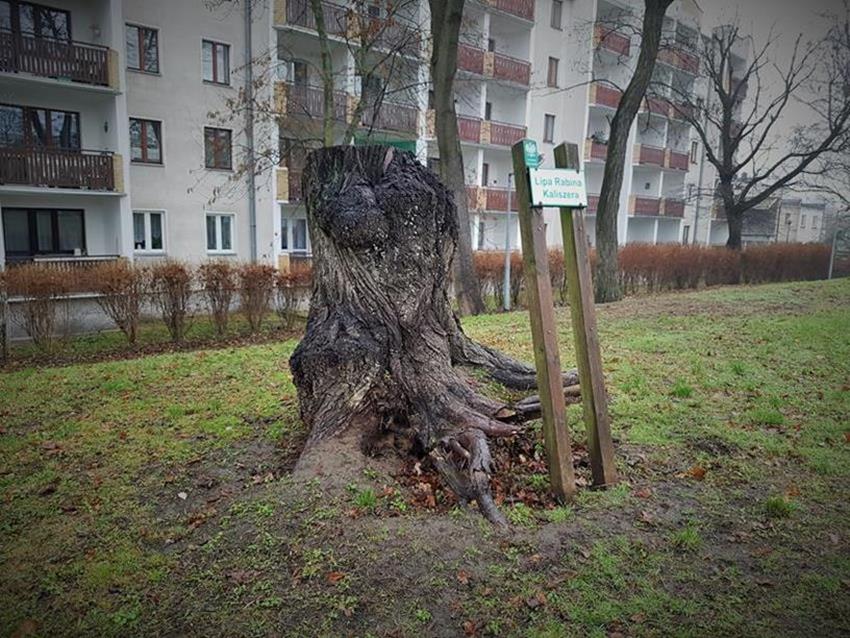 Pozostałości starej lipy Rabina Kalischera.jpg