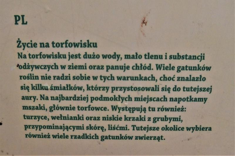 Jeziorko torfowe (17).JPG