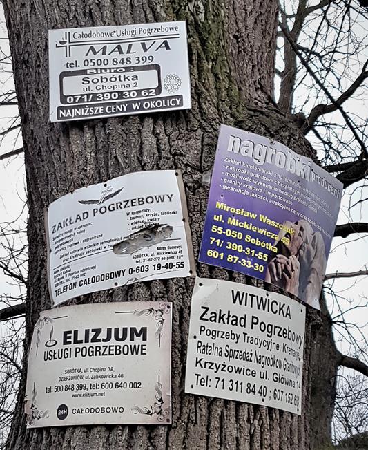 Drzewo z Nasławic (2).jpg