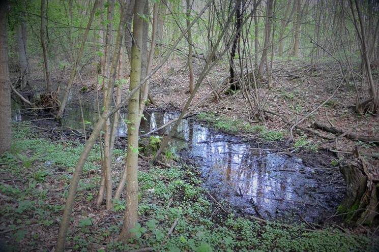 Widok na mokrą fosę (3).JPG