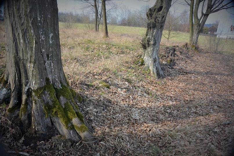 Drzewa wyznaczają granicę nekropolii (2).JPG